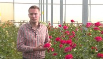 Dostali ste na Valentína ružu? Budete možno prekvapení, kde ju dopestovali