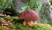 FOTO: Na Slovensku sa objavili prvé hríby. Odborník prezradil, kde ich hľadať