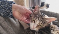Prečo je pradenie mačiek také upokojujúce? Vedci hovoria o liečivých vibráciách