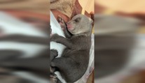 VIDEO: Mláďatá zabitej medvedice stále bojujú o život. Každé kŕmenie je trápením