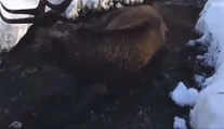 Pohľad, ktorý vháňa slzy do očí. Vo Vysokých Tatrách ležal v potoku zranený jeleň, odborníci odmietli zasiahnuť
