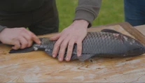 Obávate sa kostí v kaprovi? Rybár nám ukázal, ako ho očistiť tak, aby ich bolo čo najmenej