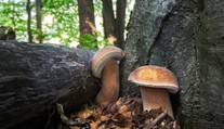 Začína sa sezóna hríbovitých húb. Poradíme vám, ako vytipovať najvhodnejšiu lokalitu