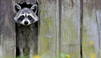 Do zoo v Heidelbergu sa svojvoľne nasťahoval medvedik čistotný
