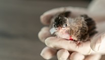 Nedotýkajte sa mláďat. Vtáčika však chytiť môžete, pre váš pach ho rodičia neopustia