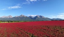 Unikátna scenéria pod Tatrami. Lány ďateliny a stále zasnežené vysokohorské pláne