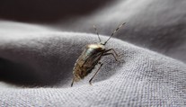 Chorvátsko zaplavil zapáchajúci hmyz. Miestna obyvateľka vyrozprávala hrozivú skúsenosť