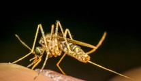Na obľúbenom dovolenkovom ostrove objavili komára nakazeného nebezpečnou chorobou. Neexistuje na ňu liek
