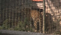 Tragédia v zoo pri Brezne. Majiteľa napadla šelma, spôsobila mu smrteľné zranenia