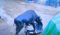 VIDEO: Priemyselná kamera zachytila bizarnú scénu. Zatúlaný býk nasadol na skúter a vydal sa na divokú jazdu