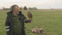 Sokoliari, ktorí chránia naše najväčšie letisko, sa postarali o cenný rekord