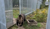 Muž choval na dvore medvedicu. Teraz mu hrozí väzenie