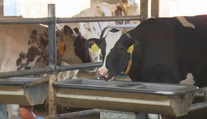 Horúčavy môžu znižovať množstvo a kvalitu mlieka. Chovatelia preto ochladzujú kravíny