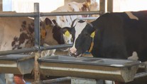Horúčavy môžu znižovať množstvo a kvalitu mlieka. Chovatelia preto ochladzujú kravíny
