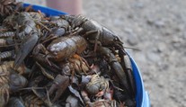 Envirokatastrofa na Považí. Ochranári našli v rieke tisíce uhynutých rakov