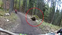 Dvoch cyklistov naháňal v Malinô Brdo medveď. Všetko zachytila kamera