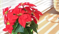 Vianočná ruža vie zdobiť celé sviatky, no ľahko zahynie. Záhradník radí, ako sa o ňu správne starať