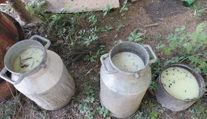 Mimoriadna situácia na Liptove: Salmonela v bryndzi, ľudia skončili v nemocnici. Otrasné FOTO zo „salaša“