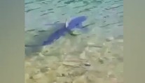 Ďalší žralok v Chorvátsku: Na videu vidieť, že priplával až k brehu