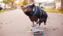 Novým svetovým rekordérom je prasiatko. Na skateboarde prešlo viac, ako niektorí dospelí