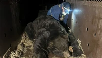 VIDEO: Evakuovaný muž sa po požiaroch v Los Angeles vrátil domov. Zistil, že sa uňho ubytoval obrovský medveď
