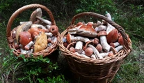 Chodievate na huby? Tu je niekoľko rád od skúseného mykológa