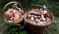 Chodievate na huby? Tu je niekoľko rád od skúseného mykológa
