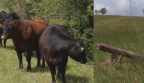 Víkendové ráno sa pre mladých farmárov pri Trenčíne zmenilo na horor. Stačila chvíľka a všetko bolo zničené