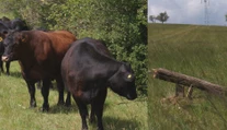 Víkendové ráno sa pre mladých farmárov pri Trenčíne zmenilo na horor. Stačila chvíľka a všetko bolo zničené