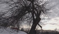 Jabloň z Bošáce bojuje o európske prvenstvo. Je za ňou silný príbeh