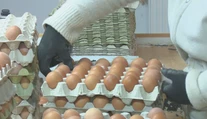 Koniec lacnejších klietkových vajec? Realita v obchodoch je rôzna