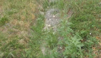 Potok vyschol, ryby a raky bojujú o život v posledných mlákach. Slovenská obec žiada o pomoc