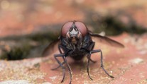 Krvilačné muchy útočia. Ich bodnutie bolí a môže spôsobiť desaťcentimetrové opuchy