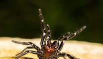 Smrteľne jedovaté, no vedia zachrániť život. Austrálčania zbierajú pavúky, majú na to dobrý dôvod