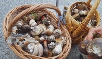 Začala sa hubárska sezóna, z týchto lokalít sa určite nevrátite naprázdno