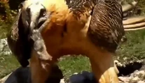Na Slovensku sa nečakane objavilo zviera, o ktorom kolujú strašidelné mýty