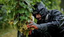 Zber hrozna prebieha už vo veľkom. Strapce vešajú na povalu ako bielizeň