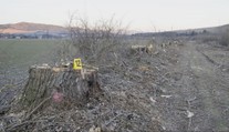 O starostovské kreslo ho pripravilo 11 spílených stromov. Obec na východe Slovenska v centre škandálu