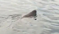 VIDEO: Pri obľúbenej pláži na juhu Španielska sa objavil osemmetrový žralok