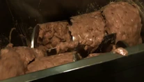 Prehovoril bývalý zamestnanec závodu. Po tomto vás prejde chuť na mäso
