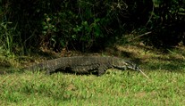 Obrovský varan zaútočil na manželský pár. Spôsobil im hrozivé zranenia