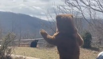 VIDEO: Muž chcel z pozemku odplašiť otravného medveďa. Jeho netradičná stratégia sa stala virálnym hitom
