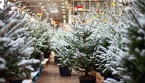 Aký vianočný stromček je najvhodnejší? Odborníčka prezradila ekologickú alternatívu