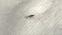 Kliešte zmizli z trávy. Horúčavy ich poslali do úkrytu, nebezpečenstvo sa však nekončí