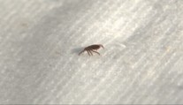 Kliešte zmizli z trávy. Horúčavy ich poslali do úkrytu, nebezpečenstvo sa však nekončí