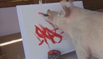Vybrali sme pre vás najbizarnejšie príbehy tohto roka. Skutočne sa stali