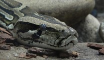 Objavila sa nádej na novú liečbu obezity. Pomôcť má molekula z krvi pytóna