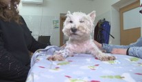 Veterinárne ambulancie zažívajú nápor. Môže za to kliešť, ktorý sa objavuje v čoraz severnejších oblastiach