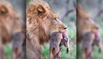 Srdcervúce zábery z Afriky: Mláďa paviána sa zúfalo drží mŕtvej matky, ktorú žerie lev