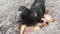 Holub, ktorý zabudol lietať, sa nevie odtrhnúť od rozkošnej čivavy s ochrnutými labkami